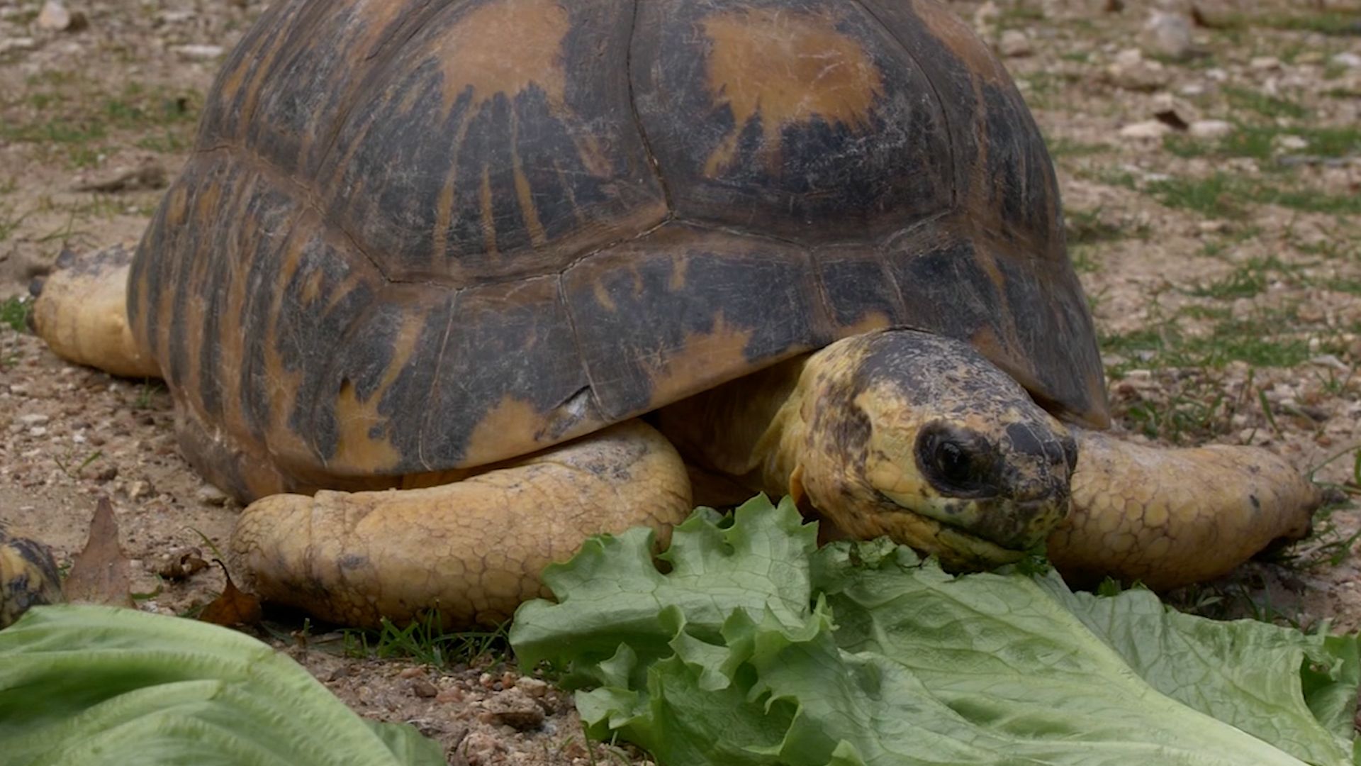 A 90-year-old tortoise named Mr. Pickles just became a father of 3. It's a  big 'dill' – WABE