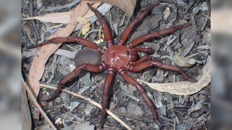 Rare Giant Spider Species Spotted In Queensland | CNN