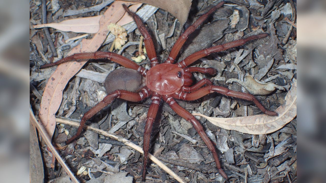 The Euoplos dignitas specimen sits in its habitat in Queensland, Australia. 