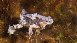 An Andean frog is seen dead from Chytridiomycosis, which is caused by the fungal pathogen Bd, in the Cusco region of Peru.