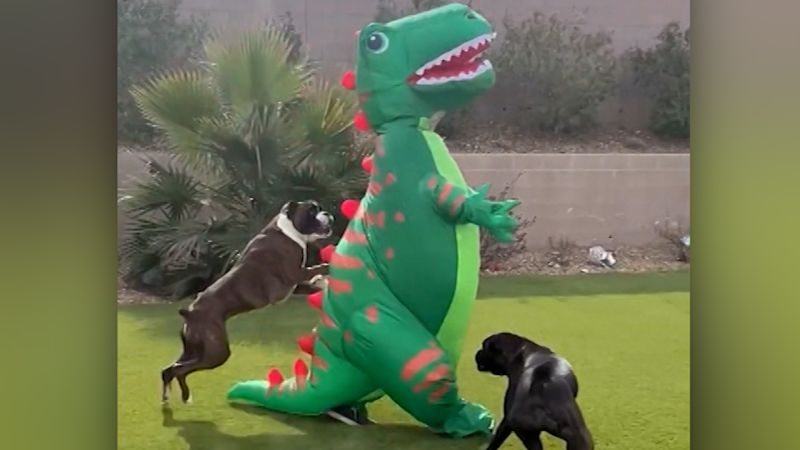 See pair of boxer dogs go crazy over inflatable T. rex in their backyard