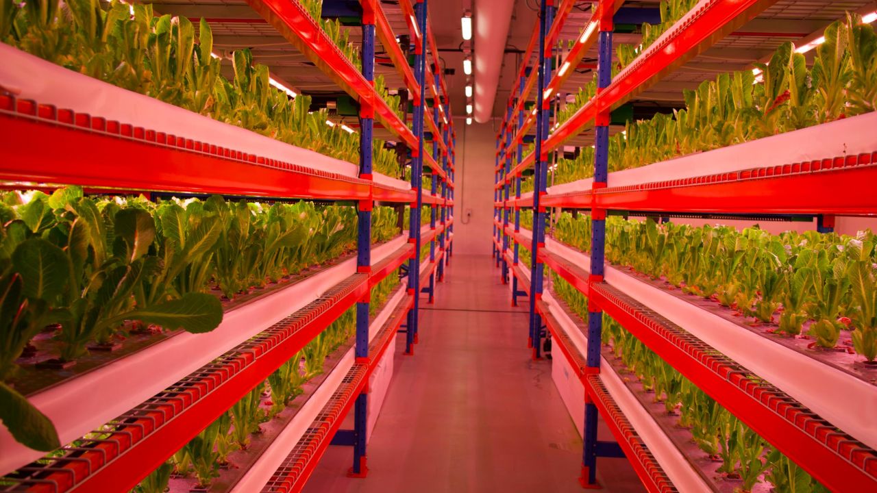 This Crop One facility in Dubai is the world's largest vertical farm.
