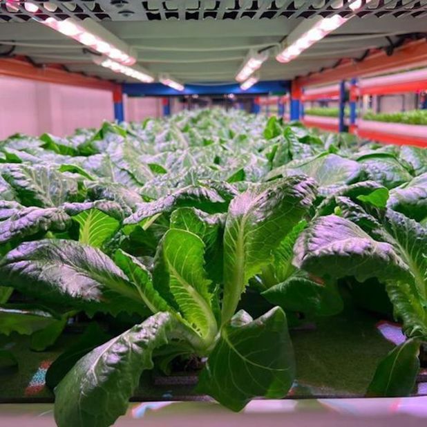 According to Crop One, its Dubai farm produces 1 million kilograms (over 2 million pounds) of crops annually. The farm cultivates a variety of greens, such as kale, spinach and arugula.