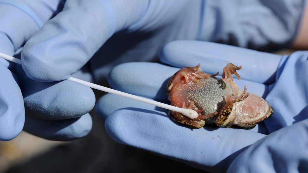 Scientist Susan Walker is shown holding a Majorcan midwife toad and taking a sample using a cotton swab for testing for chytridiomycosis disease in Torrent de s'Esmorcador in Mallorca, Spain, April 2009.