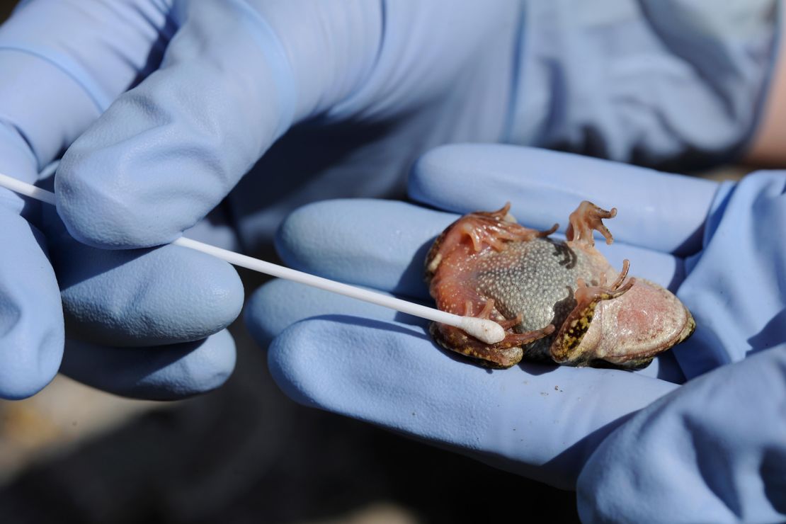 Scientist Susan Walker is shown holding a Majorcan midwife toad and taking a sample using a cotton swab for testing for chytridiomycosis disease in Torrent de s'Esmorcador in Mallorca, Spain, April 2009.