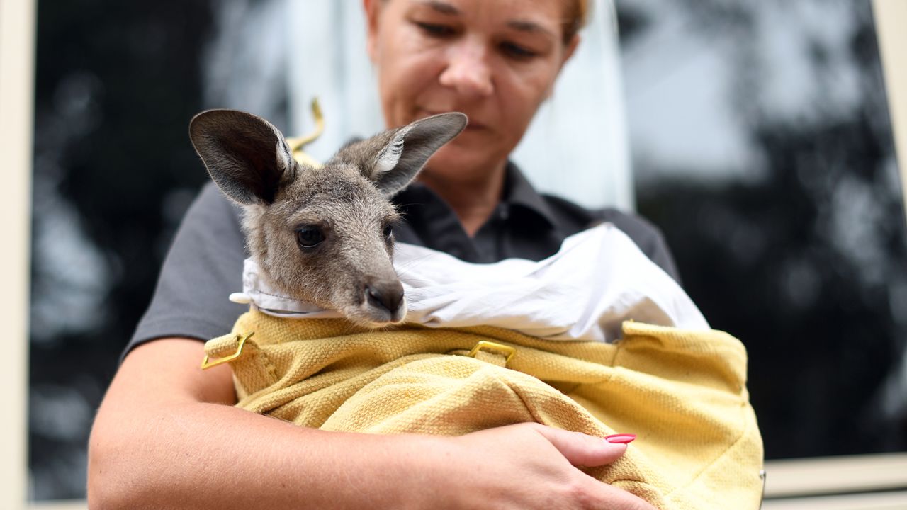 Volunteer Sarah Price of wildlife rescue group WIRES takes care of a rescued kangaroo.
