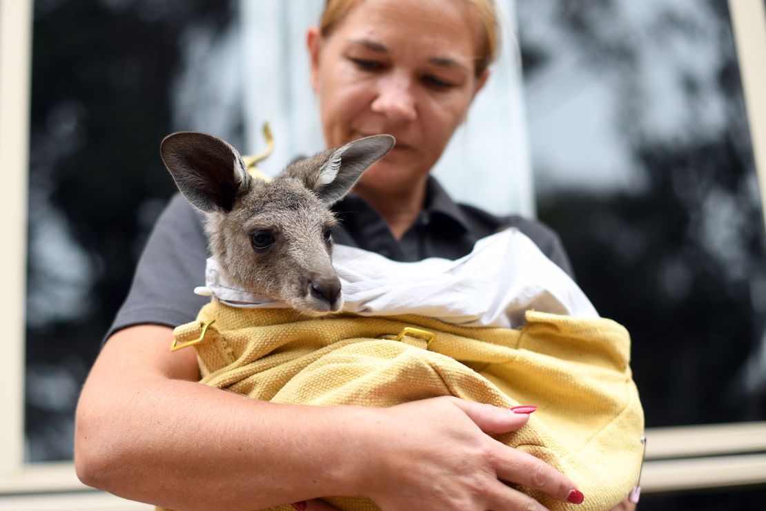 Volunteer Sarah Price of wildlife rescue group WIRES takes care of a rescued kangaroo.