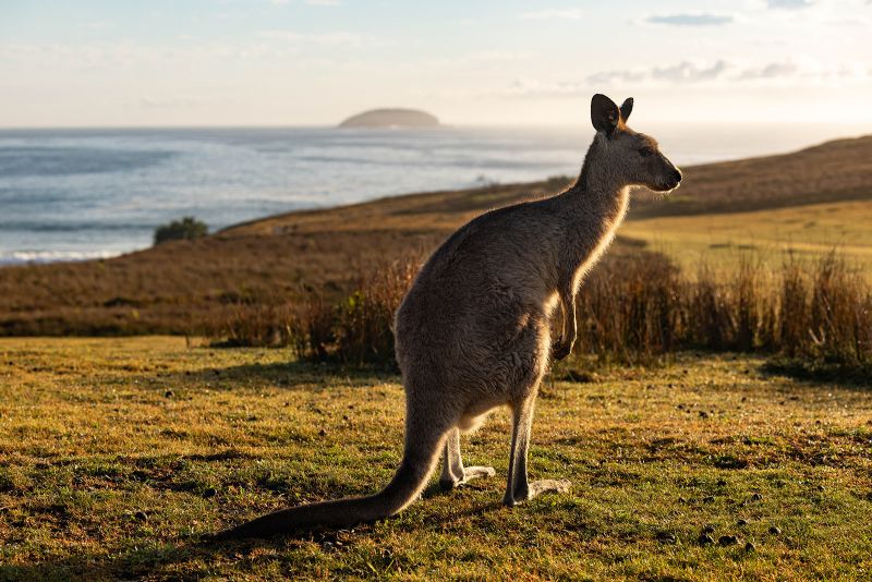 Australia loves its kangaroos so much it sets annual quotas to kill them CNN