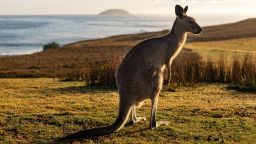 An Eastern Grey Kangaroo is seen at Look At Me Now Headland on November 25, 2022 in Coffs Harbour, Australia.