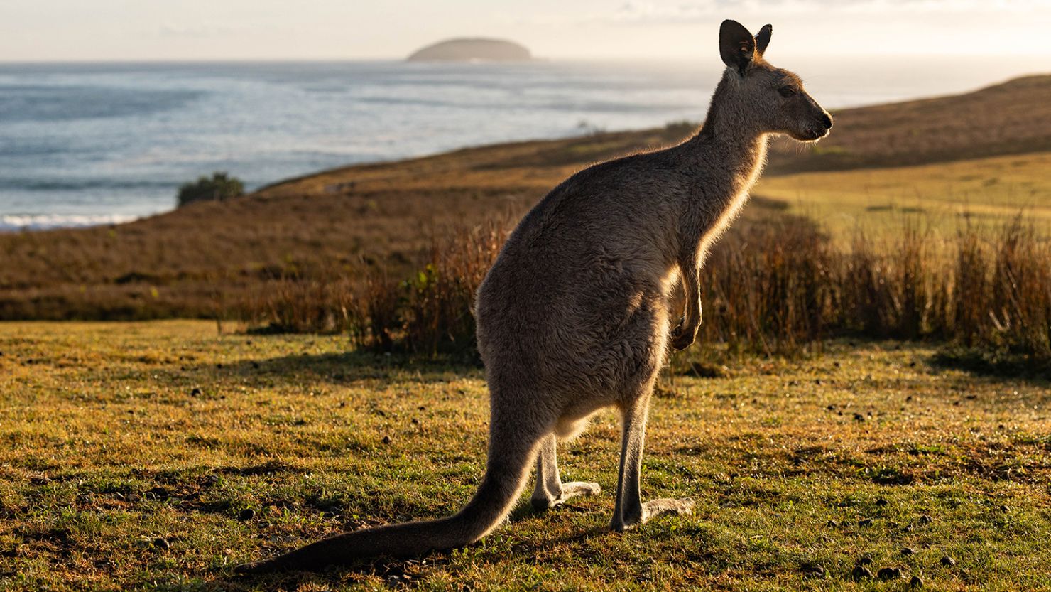 An eastern grey kangaroo is seen in Coffs Harbour, New South Wales, on November 25, 2022.