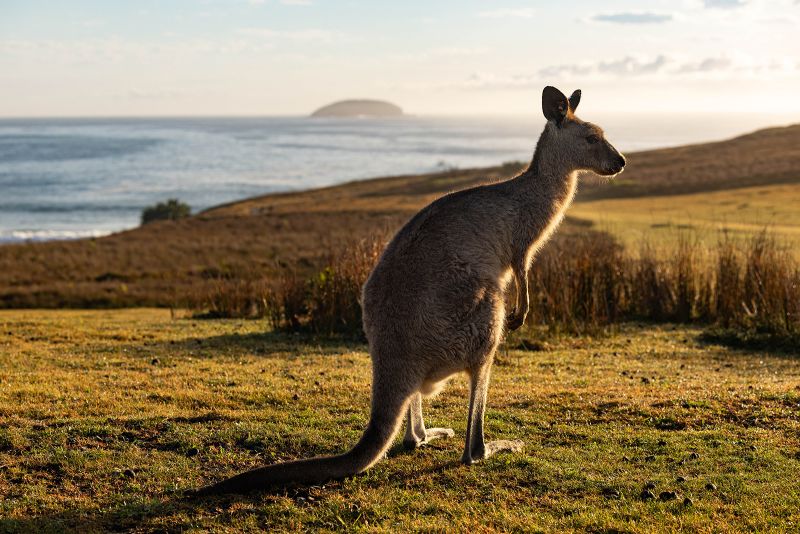 Australia loves its kangaroos so much it sets annual quotas to kill ...