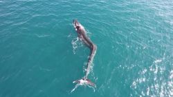 whale scoliosis spain