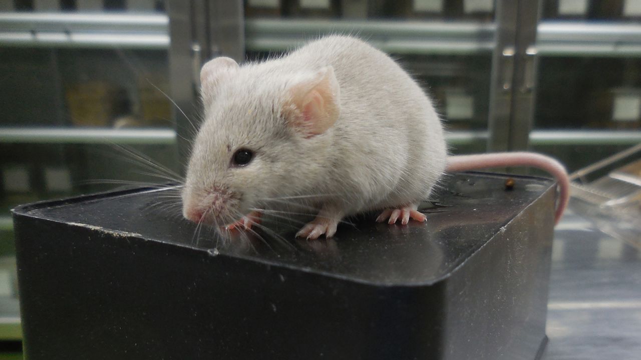 Para saintis mencipta tikus daripada dua bapa