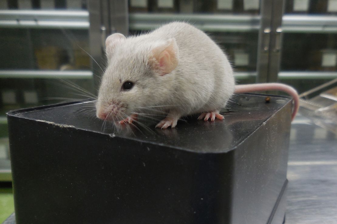 Scientists create mice from two dads after making eggs from skin cells