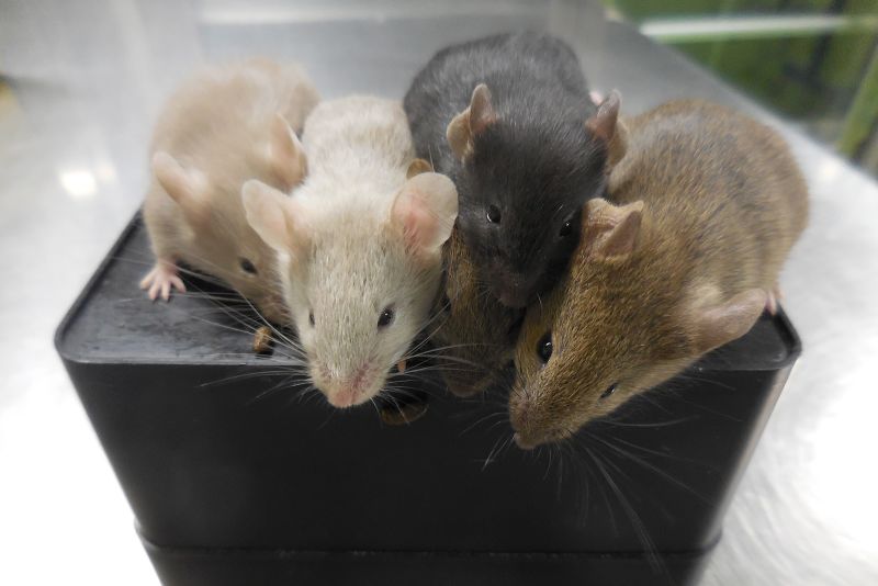 Scientists create mice from two dads image picture