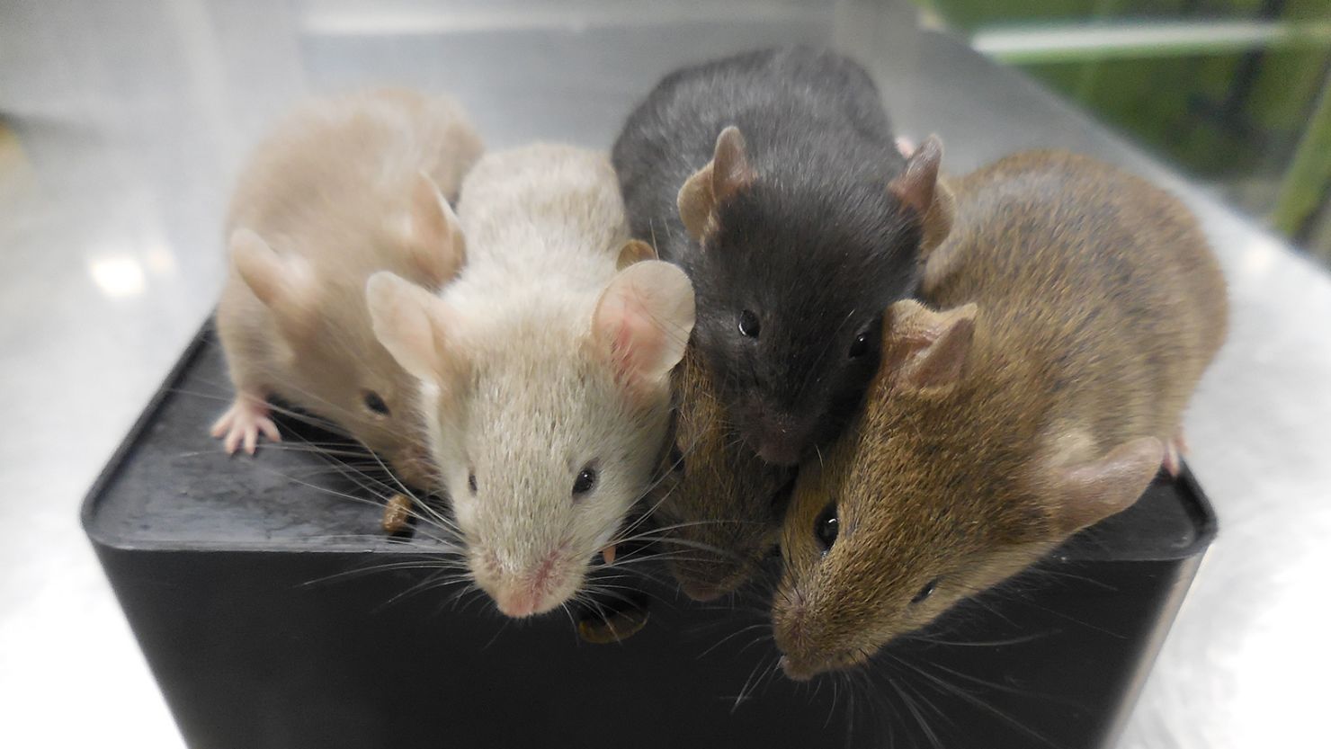 Scientists have created mice with two biologically male parents. The mice — shown here — represent a significant milestone in reproductive biology. 
