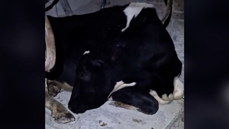 Sleepy cow becomes the internet’s spirit animal | CNN