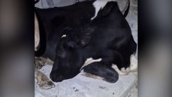 Cow Fakes Sleep 3