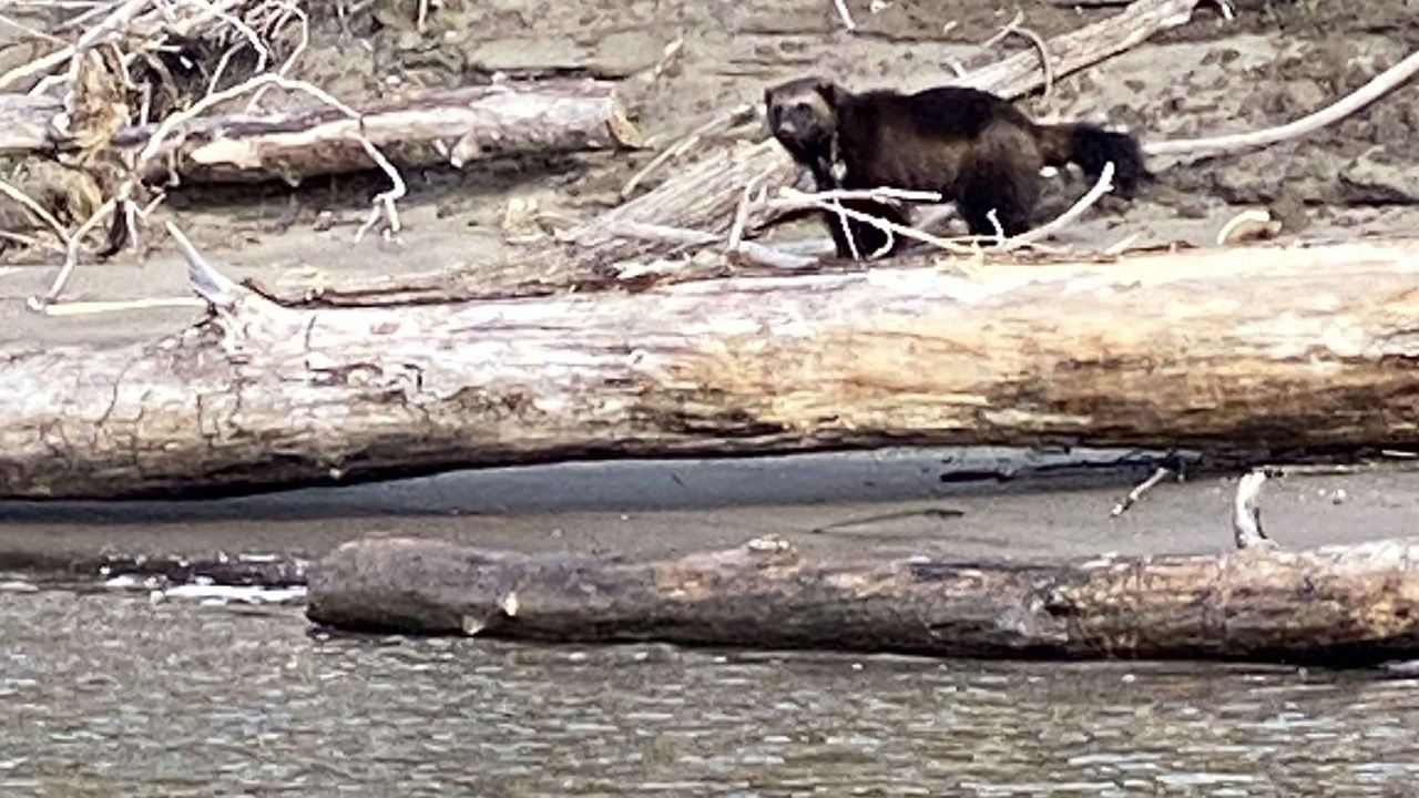 A wolverine was spotted Monday by people fishing on the Columbia River near Portland.