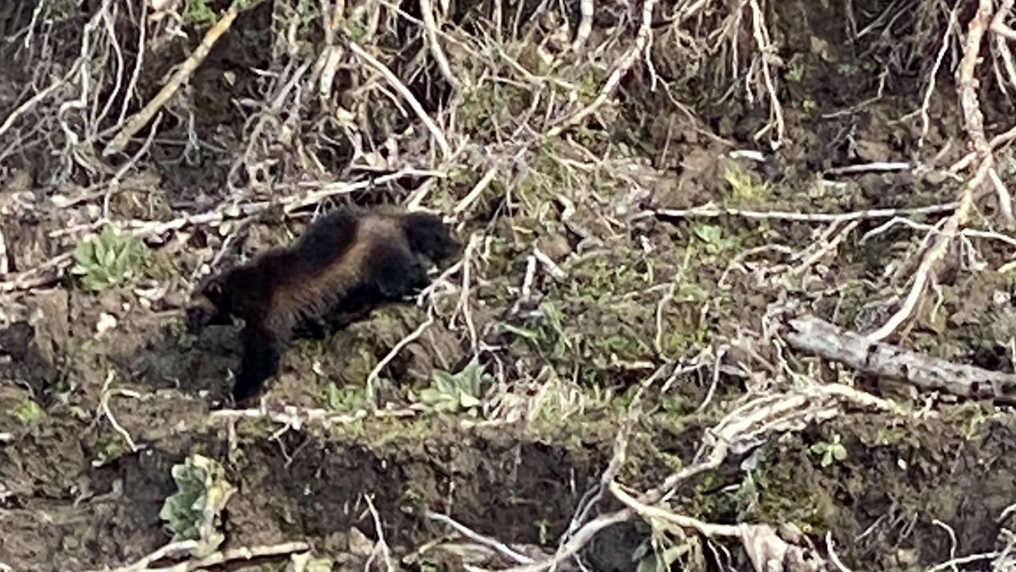 A wolverine resembles a small bear with a bushy tail. 