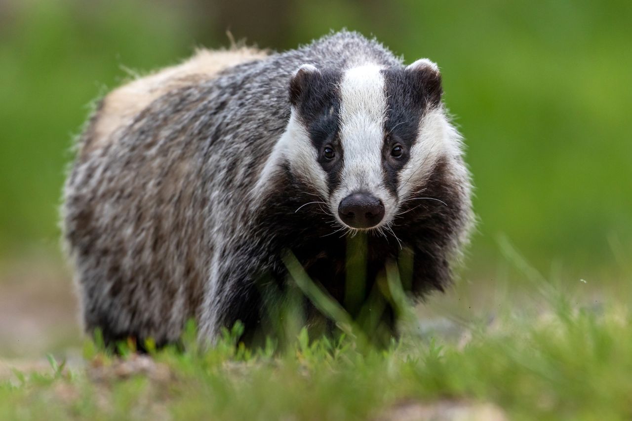 Dutch authorities are trying to build safer setts for badgers (file image)