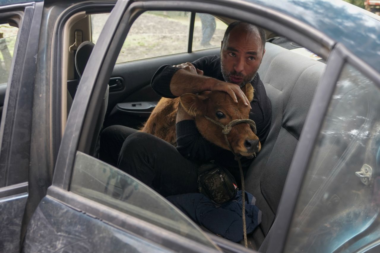 Miguel Aparicio holds a young bull in the back of a car in La Calera, Colombia, on Thursday, February 16. Aparicio, who runs a farm animal shelter, had to hop in the car and chase after the calf after it ran away.