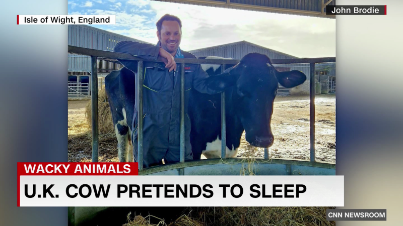 A cow in the U.K. fakes sleep to get out of milking | CNN