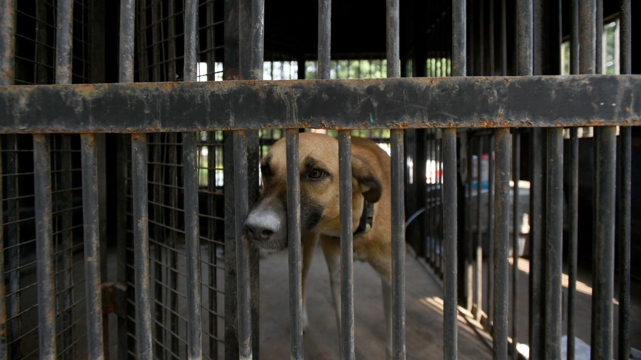Stray dogs caught in India's Madhya Pradesh on October 18, 2022. 