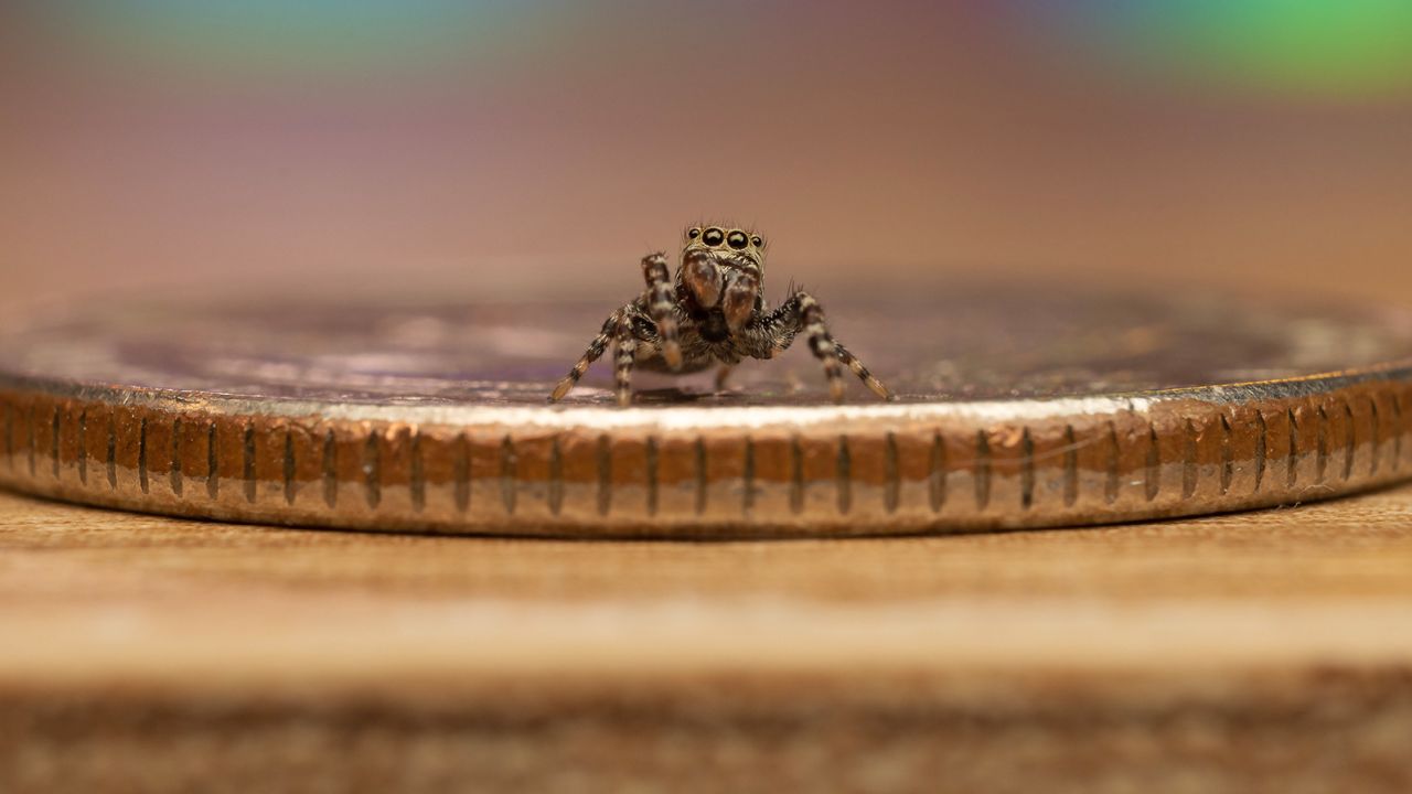 Though jumping spiders are small, usually no longer than an inch, they're smarter than their size suggests. (This one is a peppered jumper.) 