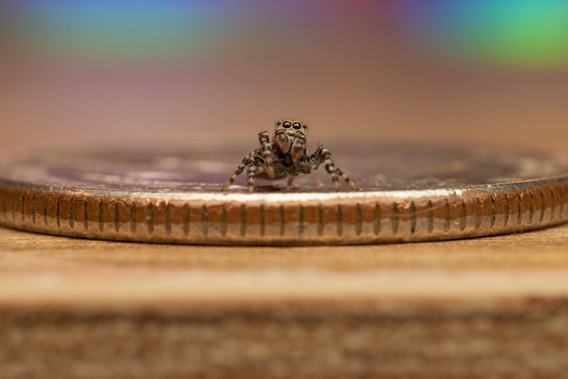 Though jumping spiders are small, usually no longer than an inch, they're smarter than their size suggests. (This one is a peppered jumper.) 