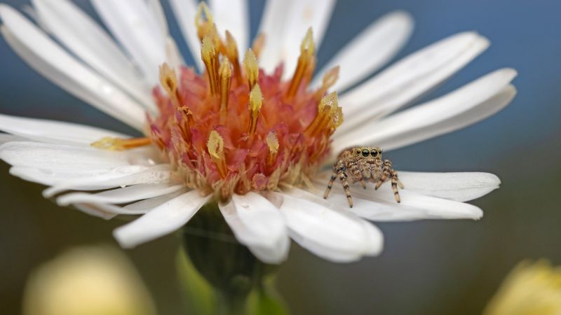 How jumping spiders became the new ‘it’ pets | CNN