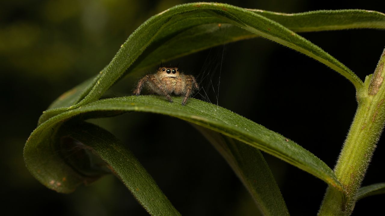 Danae Wolfe fell in love with jumping spiders through photography. 