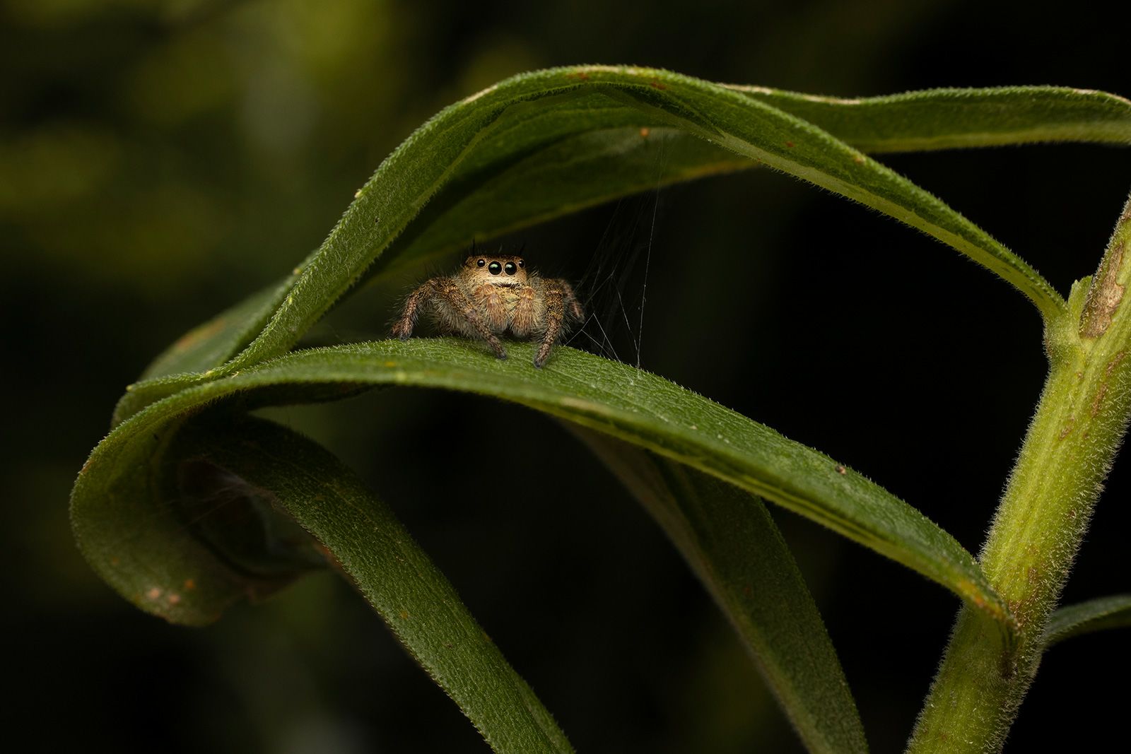 JUMPING SPIDERS!! How SMART Are They REALLY??? 