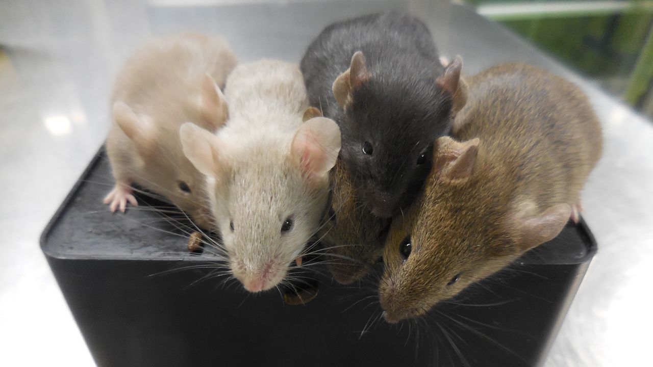 Mice created with two biologically male parents showcase different shades of fur.