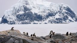 02 antarctica penguin sea ice climate