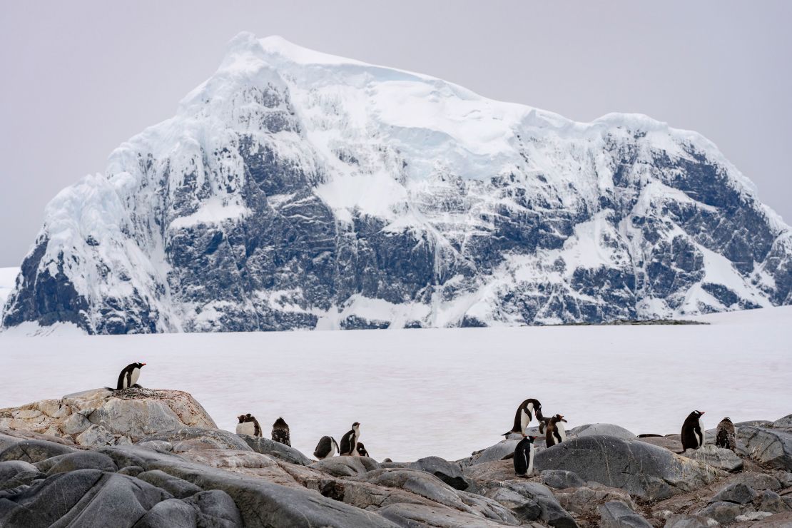 As Antarctica's landscape changes, its iconic penguins are at risk