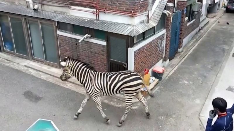 Video: Zebra escapes from Seoul zoo and roams city streets | CNN