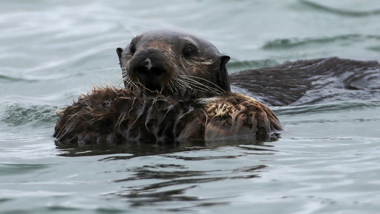 An adult sea otter pushes a sea otter pup on the surface of the Elkhorn Slough in Moss Landing, California, May 14, 2021. 
