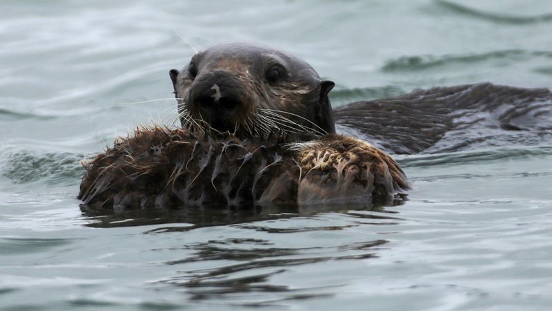 Four California sea otters died from an unusual strain of a parasite that could pose a risk to humans | CNN
