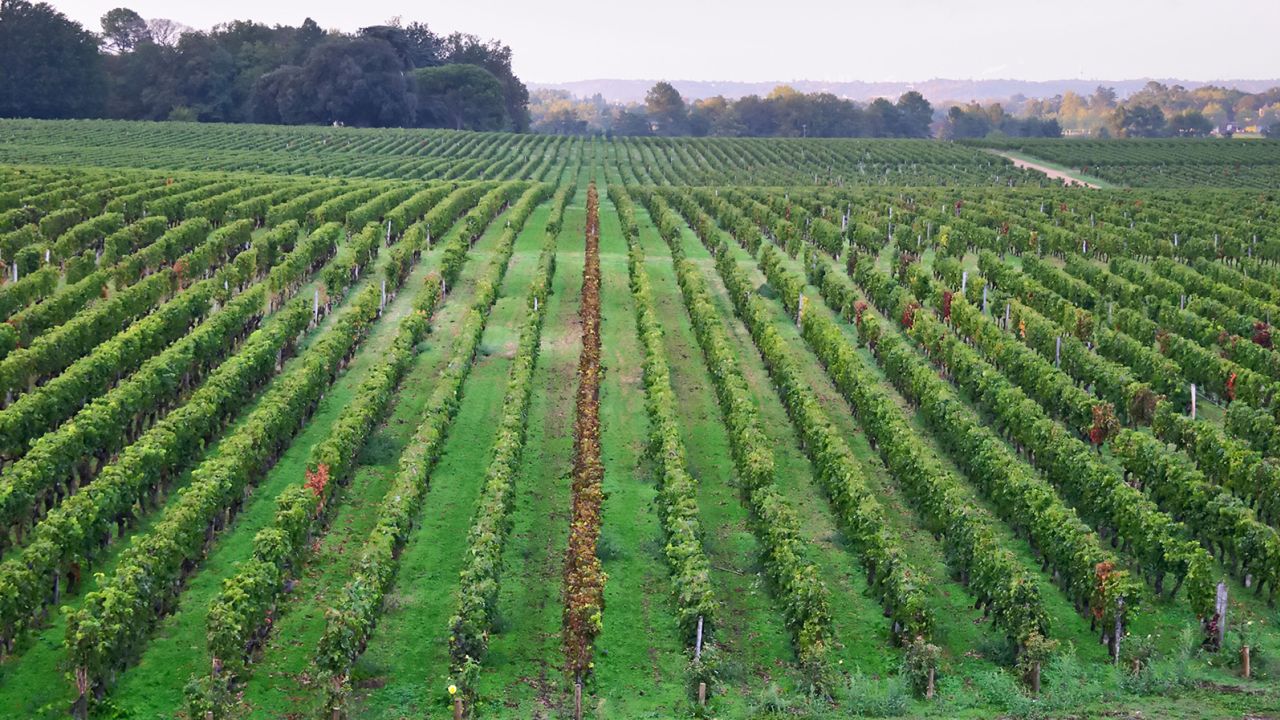  A vineyard at Château Smith Haut Lafitte outside Bordeaux, France.