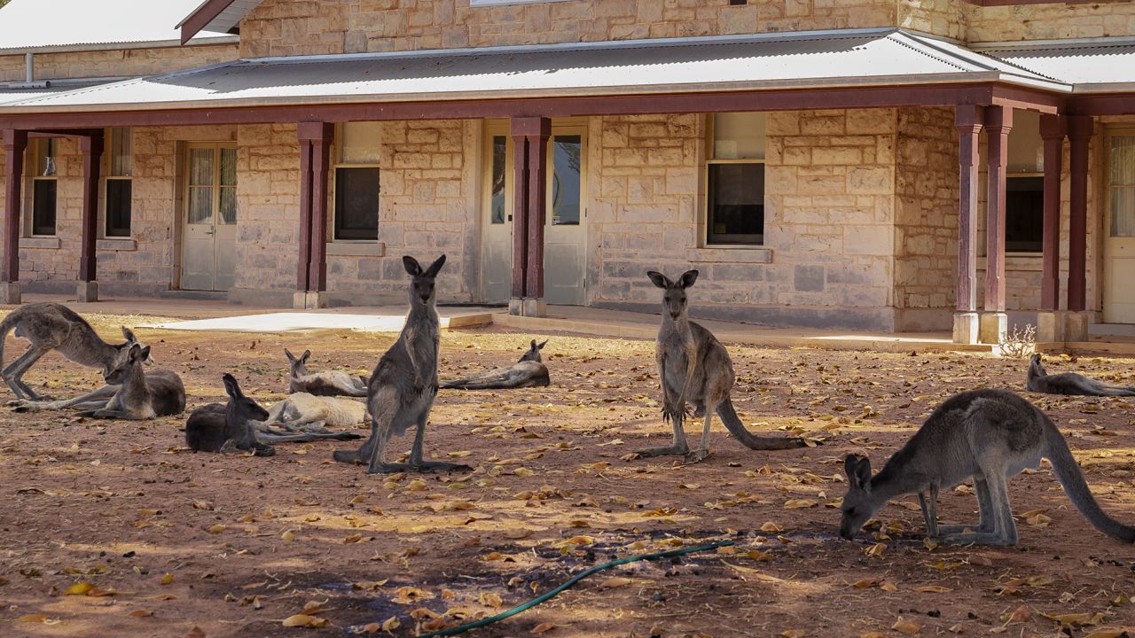 Kangaroos and wallaroos are in the family of marsupials called Macropodidae, whose members are called macropods.