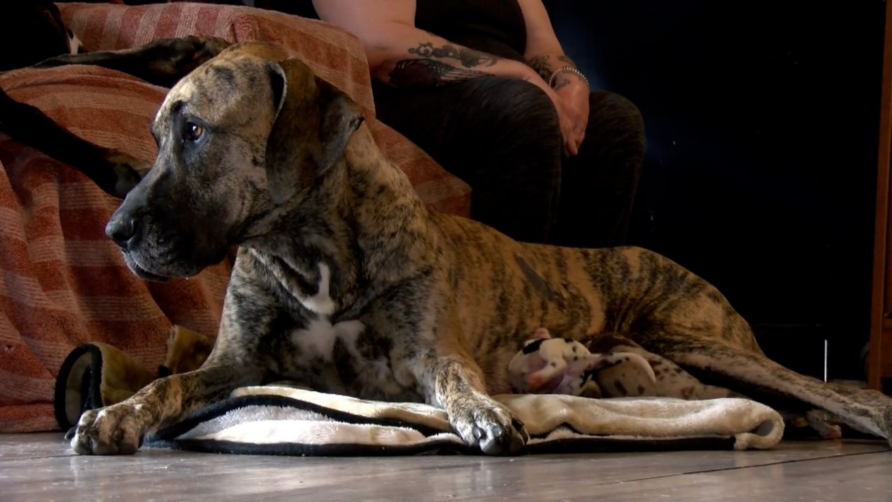 Namine, a 2-year old Great Dane in Virginia, gave birth to a whopping 21 puppies over a total of 27 hours.