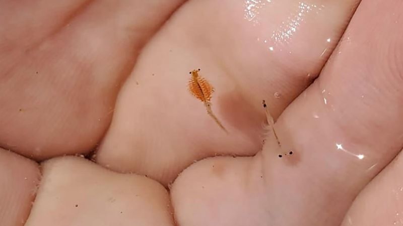 NextImg:A tiny, 600,000-year old shrimp is now Utah's official state crustacean | CNN