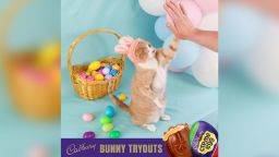 Crash, an 8-year-old rescue cat from Boise, Idaho, has been named the winner of the 2023 Cadbury Bunny Tryouts.