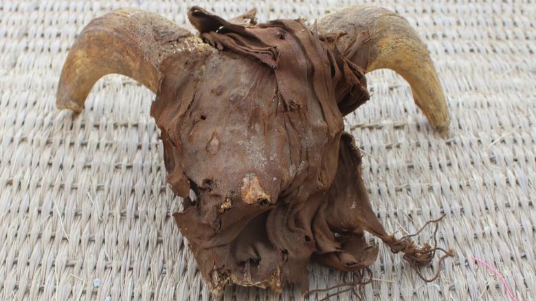 One of the mummified ram's head uncovered by archaeologists during excavation work in Egypt.