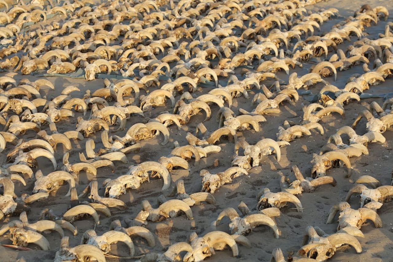 A view of around 2,000 mummified ram heads uncovered during excavation work at the temple of Ramses II in Abydos, Egypt.