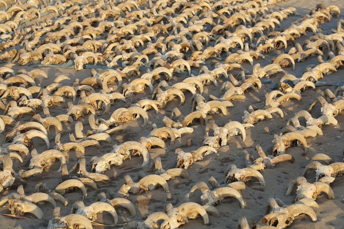 A view of around 2,000 mummified ram heads uncovered during excavation work at the temple of Ramses II in Abydos, Egypt.