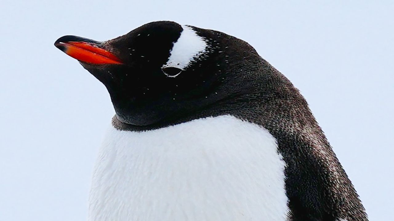 "Gentoo penguins are big climate change winners in the Antarctic," said Heather Lynch, the Endowed Chair for Ecology and Evolution at Stony Brook University.