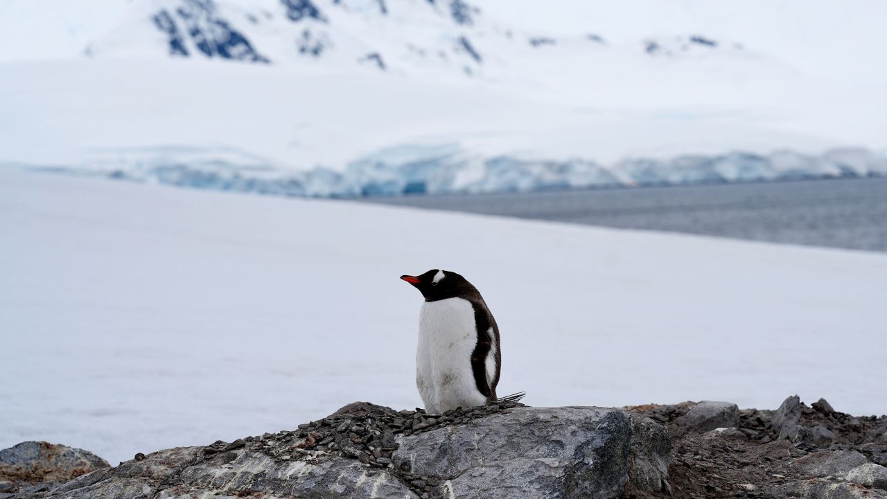 Gentoo penguins are proving to be more adaptable to climate changes. 