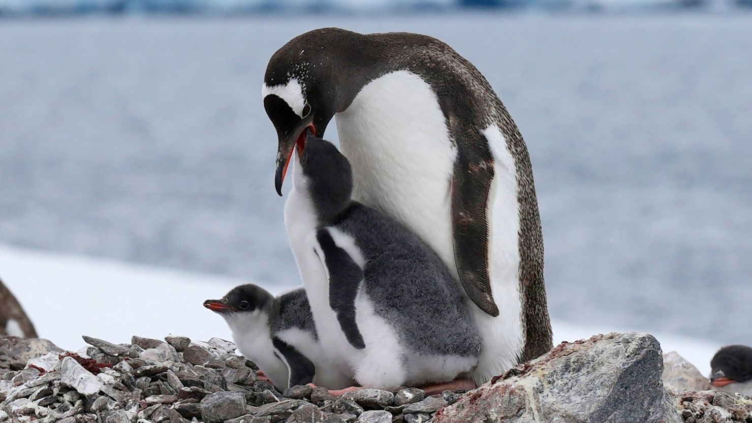 Penguins feed mainly on Antarctic krill, a shrimp-like crustacean that thrives on the kind of phytoplankton found under sea ice.